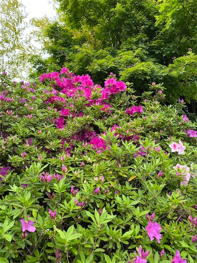 f:id:coffret11x:20220430182224j:image