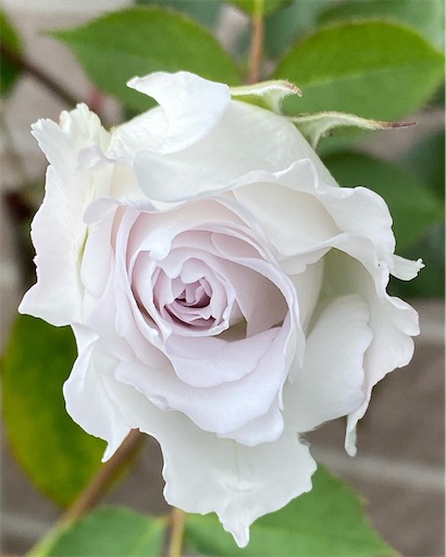 f:id:coffret11x:20220507160725j:image