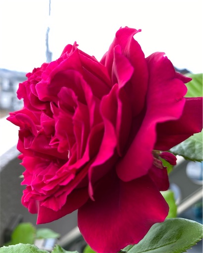 f:id:coffret11x:20220507160741j:image