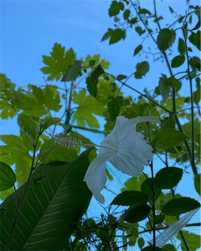 f:id:coffret11x:20220819195608j:image