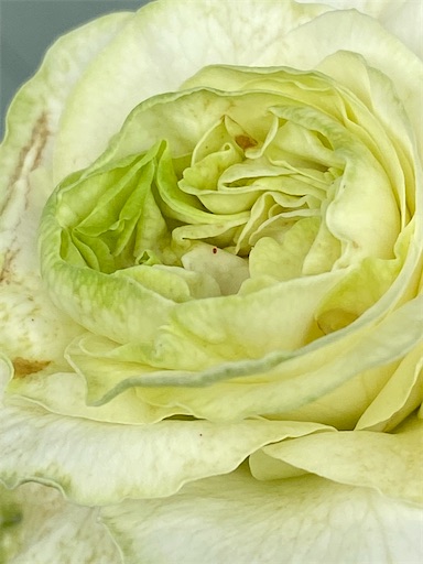 f:id:coffret11x:20220819200334j:image