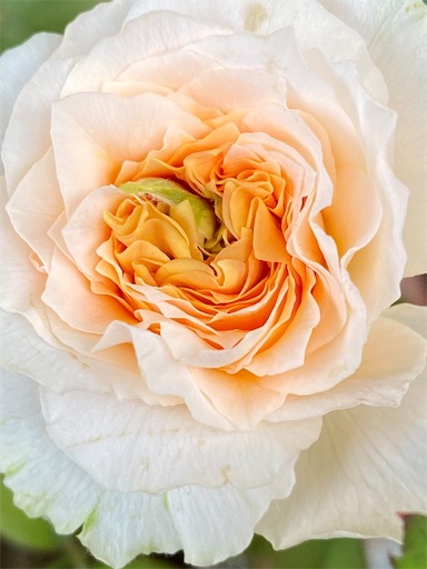 f:id:coffret11x:20220819200809j:image