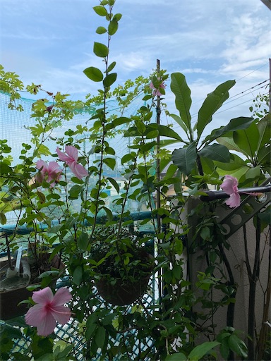 f:id:coffret11x:20220825174556j:image f:id:coffret11x:20220825174556j:image