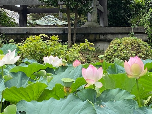 f:id:coffret11x:20220825223813j:image f:id:coffret11x:20220825223813j:image