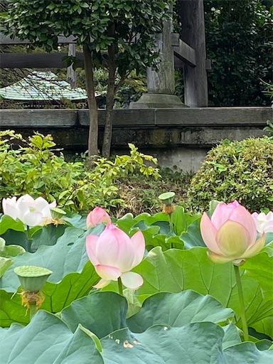 f:id:coffret11x:20220825223829j:image