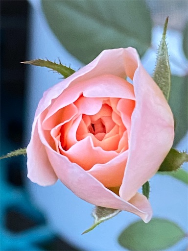 f:id:coffret11x:20220907223917j:image