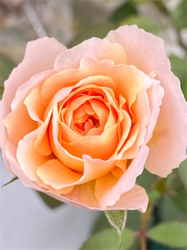 f:id:coffret11x:20220907223930j:image