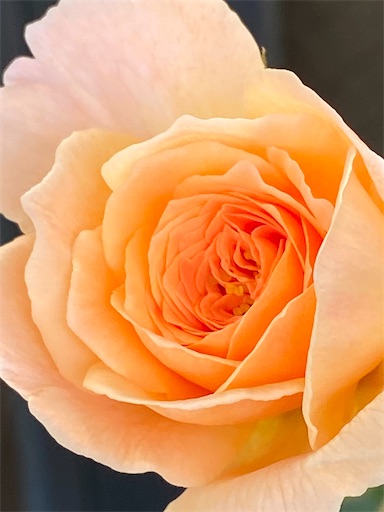 f:id:coffret11x:20220914204730j:image