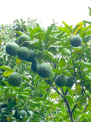 f:id:coffret11x:20220923071007j:image f:id:coffret11x:20220923071007j:image