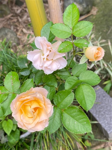 f:id:coffret11x:20220923071016j:image f:id:coffret11x:20220923071016j:image