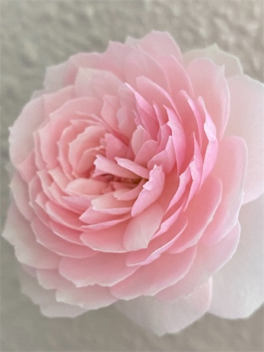 f:id:coffret11x:20221005213406j:image f:id:coffret11x:20221005213406j:image