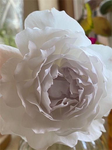 f:id:coffret11x:20221029160107j:image