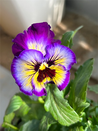 f:id:coffret11x:20230207205531j:image