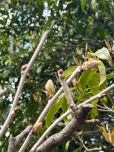 f:id:coffret11x:20230401154556j:image