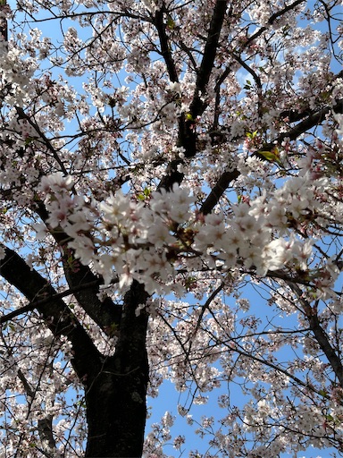 f:id:coffret11x:20230403153932j:image