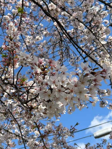 f:id:coffret11x:20230403154132j:image