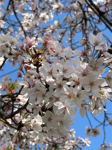 f:id:coffret11x:20230403154305j:image