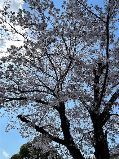 f:id:coffret11x:20230403154606j:image