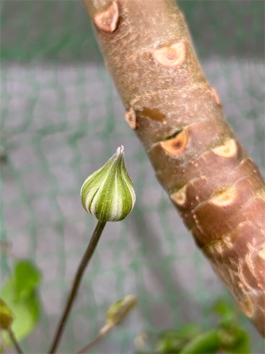 f:id:coffret11x:20230408145340j:image