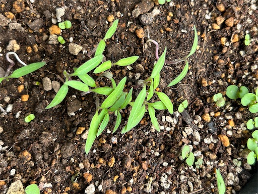 f:id:coffret11x:20230408145349j:image