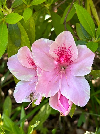 f:id:coffret11x:20230417195639j:image