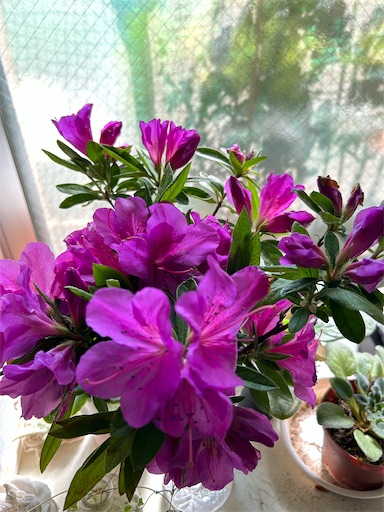 f:id:coffret11x:20230423221859j:image