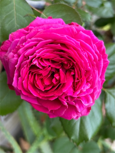 f:id:coffret11x:20230423221923j:image