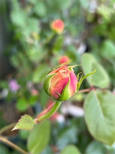 f:id:coffret11x:20230423221937j:image