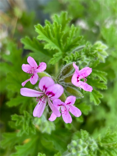 f:id:coffret11x:20230423221946j:image