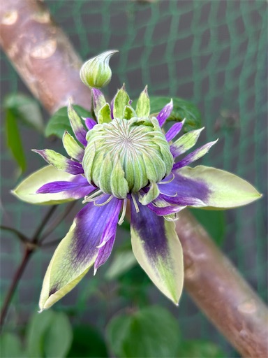 f:id:coffret11x:20230423222004j:image