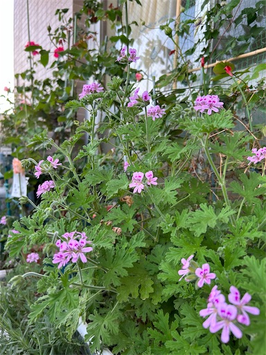 f:id:coffret11x:20230429161208j:image