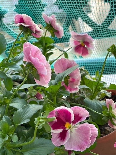 f:id:coffret11x:20230429161234j:image