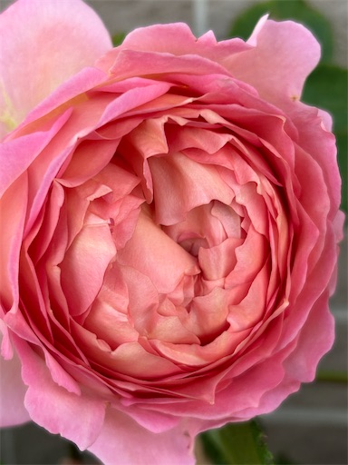 f:id:coffret11x:20230429161242j:image