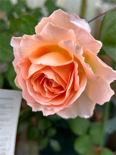 f:id:coffret11x:20230429161303j:image