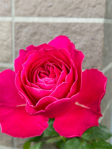 f:id:coffret11x:20230429161322j:image