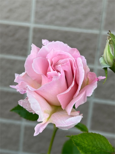 f:id:coffret11x:20230429161335j:image