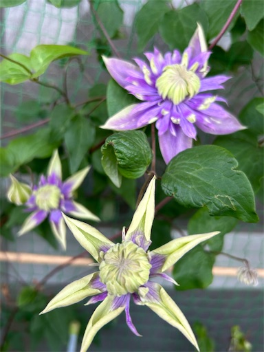 f:id:coffret11x:20230429161402j:image