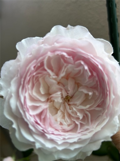 f:id:coffret11x:20230429161429j:image