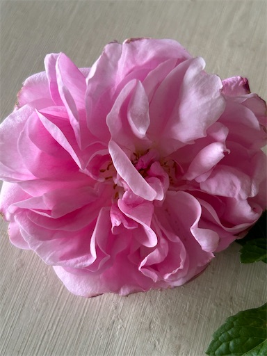 f:id:coffret11x:20230430144725j:image