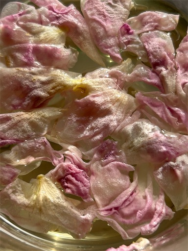 f:id:coffret11x:20230430144841j:image