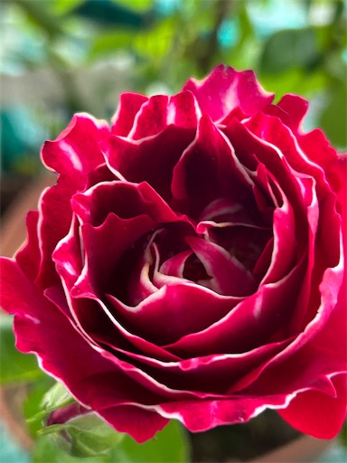 f:id:coffret11x:20230504232818j:image f:id:coffret11x:20230504232818j:image