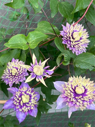 f:id:coffret11x:20230512203150j:image