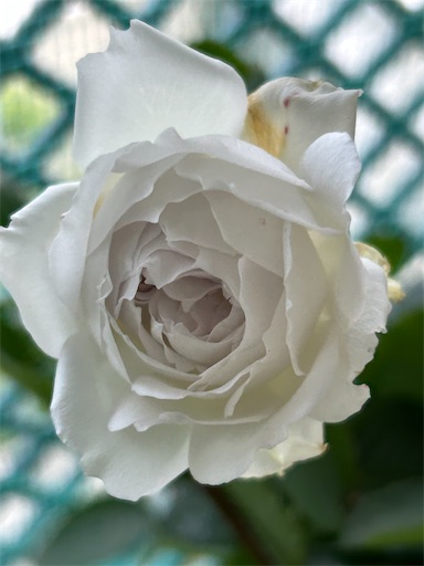 f:id:coffret11x:20230512203215j:image