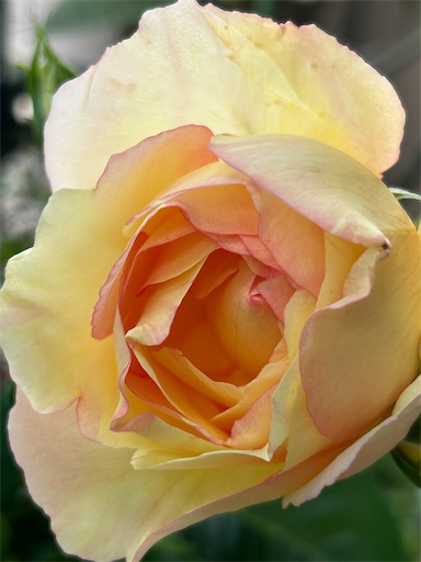 f:id:coffret11x:20230512203223j:image