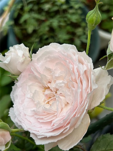 f:id:coffret11x:20230512203234j:image