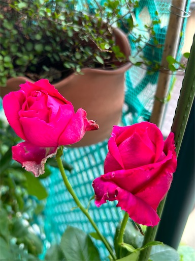 f:id:coffret11x:20230512203252j:image