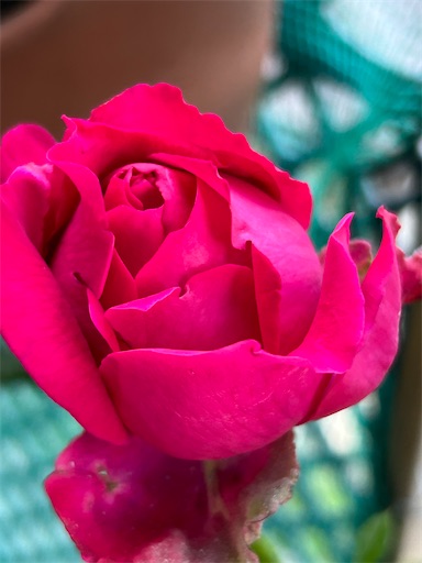 f:id:coffret11x:20230512203302j:image