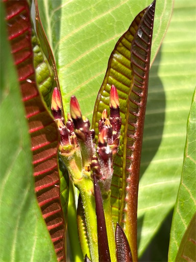 f:id:coffret11x:20230818131454j:image f:id:coffret11x:20230818131454j:image