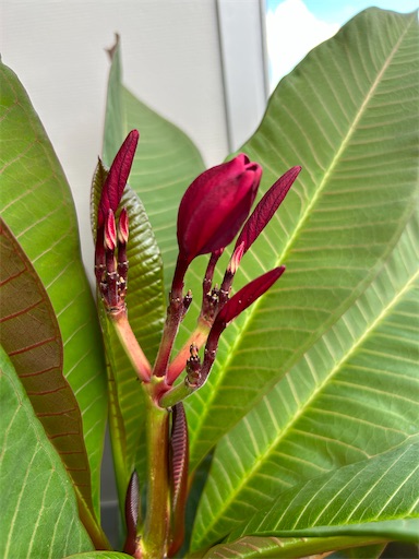 f:id:coffret11x:20230827190636j:image f:id:coffret11x:20230827190636j:image