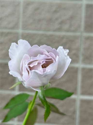 f:id:coffret11x:20230827190839j:image f:id:coffret11x:20230827190839j:image